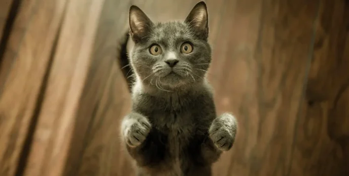 Il gatto ama la plastica, ecco perché